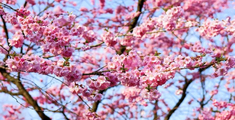 7 Amazing Things To Do In Tokyo In Spring